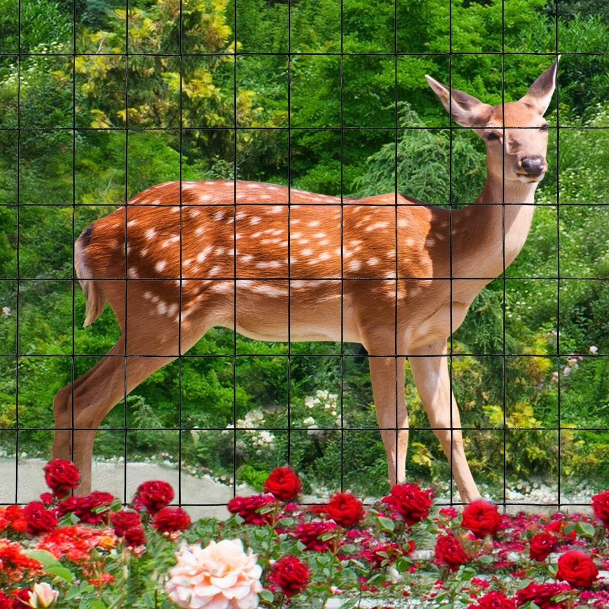 PVC Coated Welded Wire Fence,Garden Border Fencing Metal Wire Mesh for Yard Vegetable Plant Protection Poultry Netting
