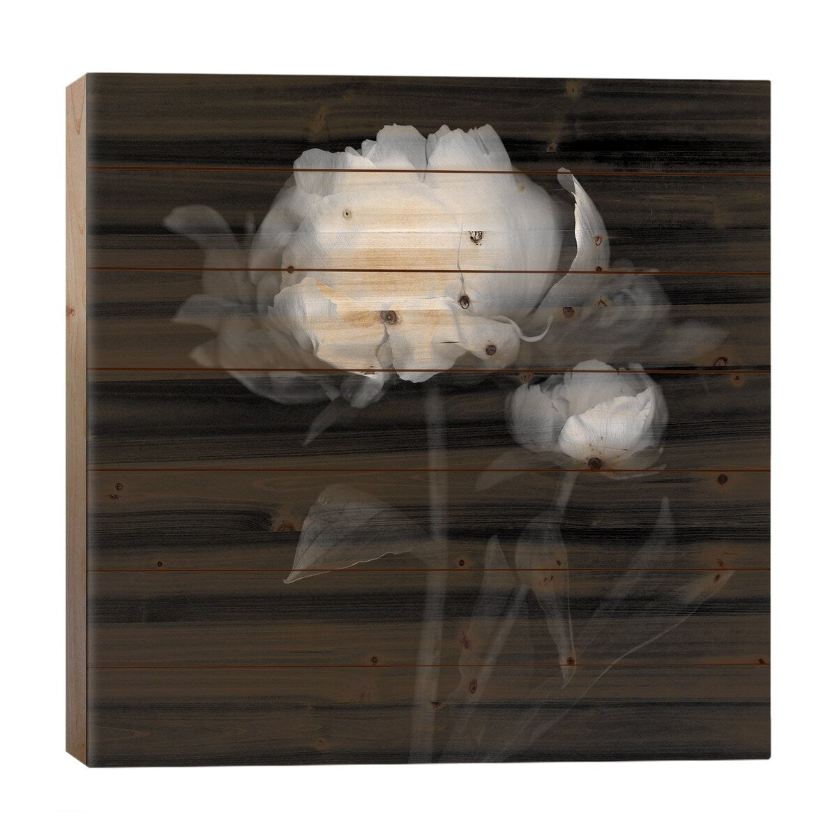Peonies III, B&W Print On Wood by Magda Indigo - Multi-Color