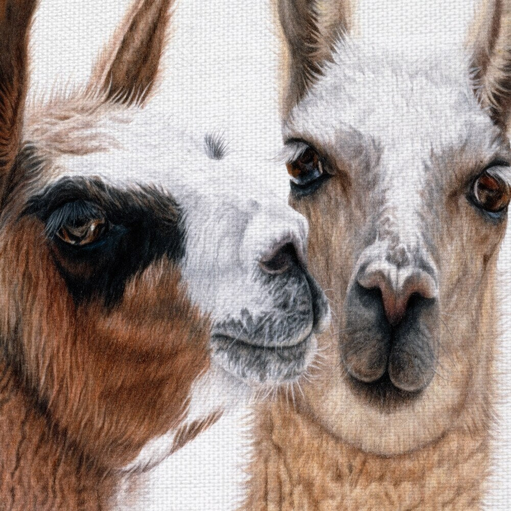 Fine Art canvas Peruvian Visitors Llamas By Jan Henderson Canvas Art Print