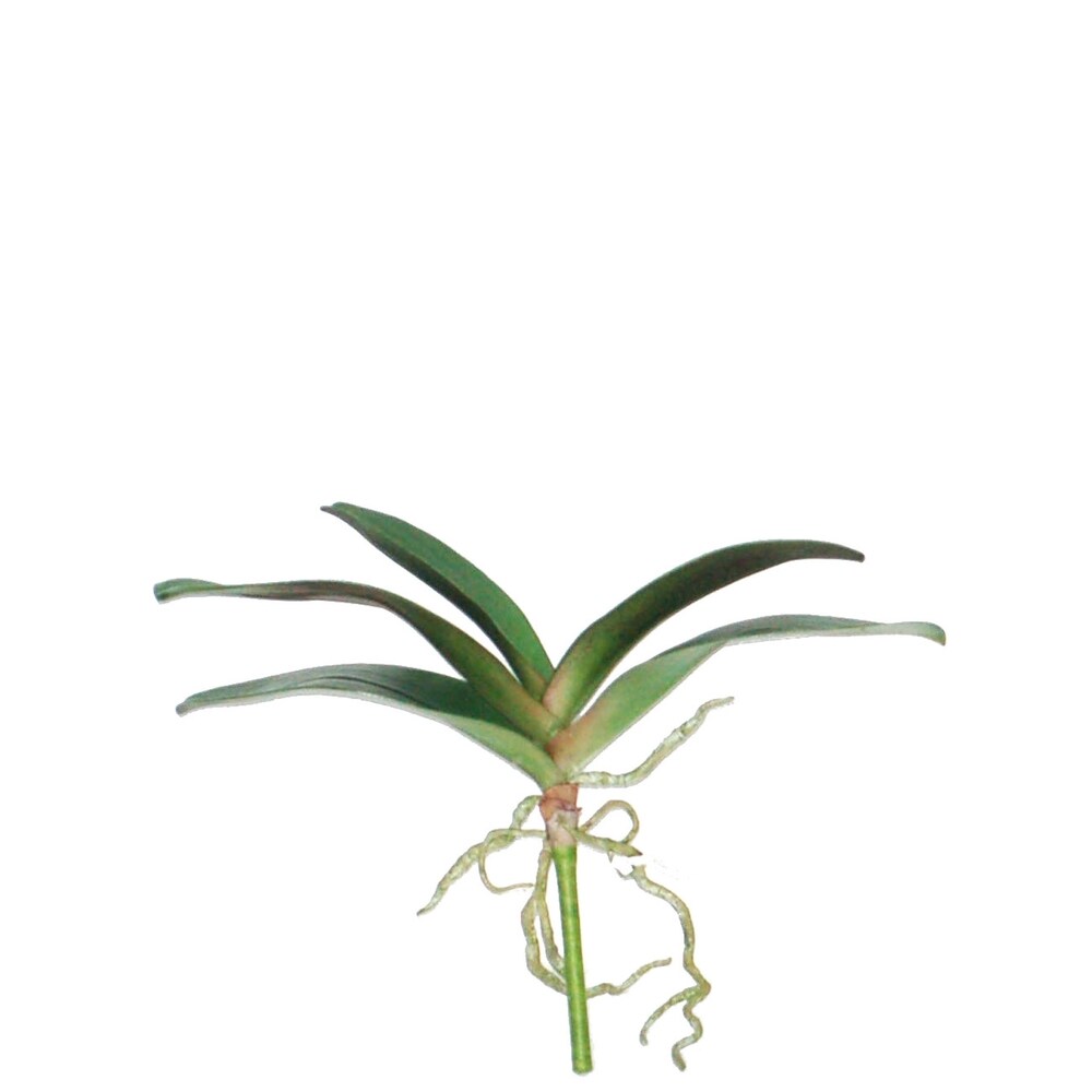 Large 14-inch Phalaenopsis Orchid Fol (Pack of 6)