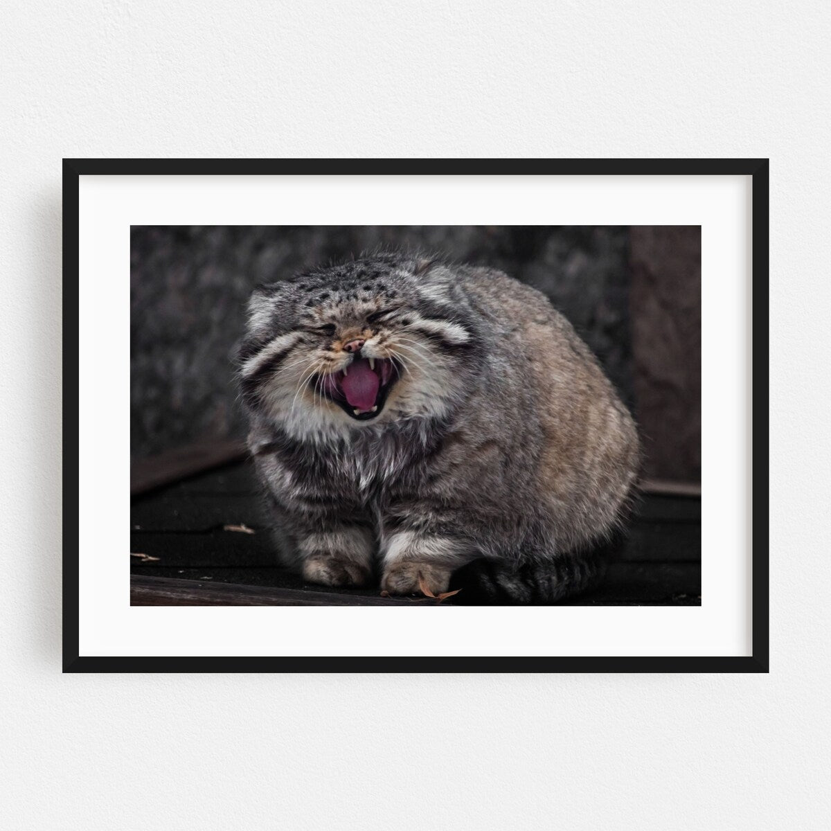 Photography Animals Cat Cute Manul Nature Portrait Art Print/Poster
