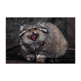 Photography Animals Cat Cute Manul Nature Portrait Art Print/Poster