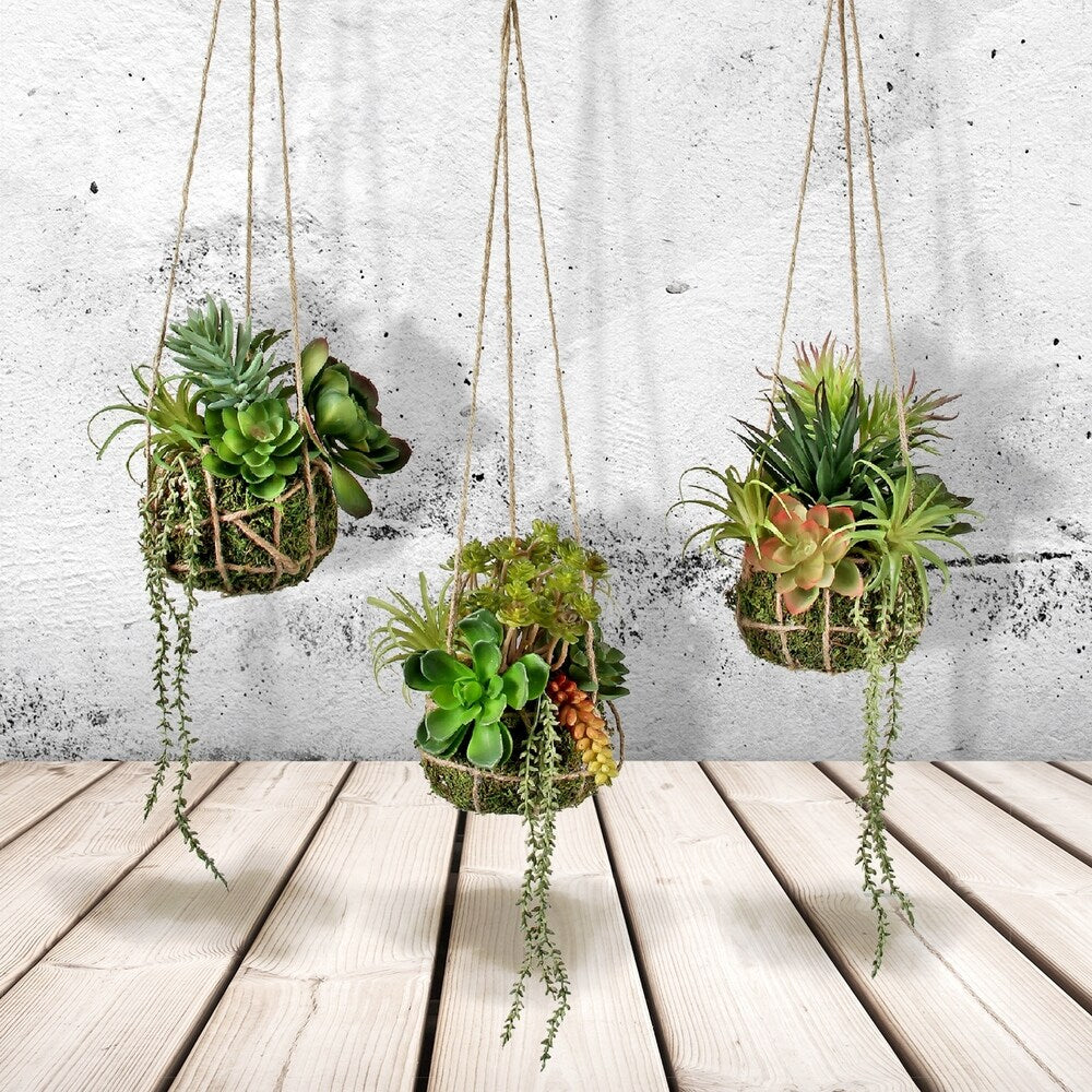 Plastic Hanging Succulent In Root Ball 24" 3 Piece Set
