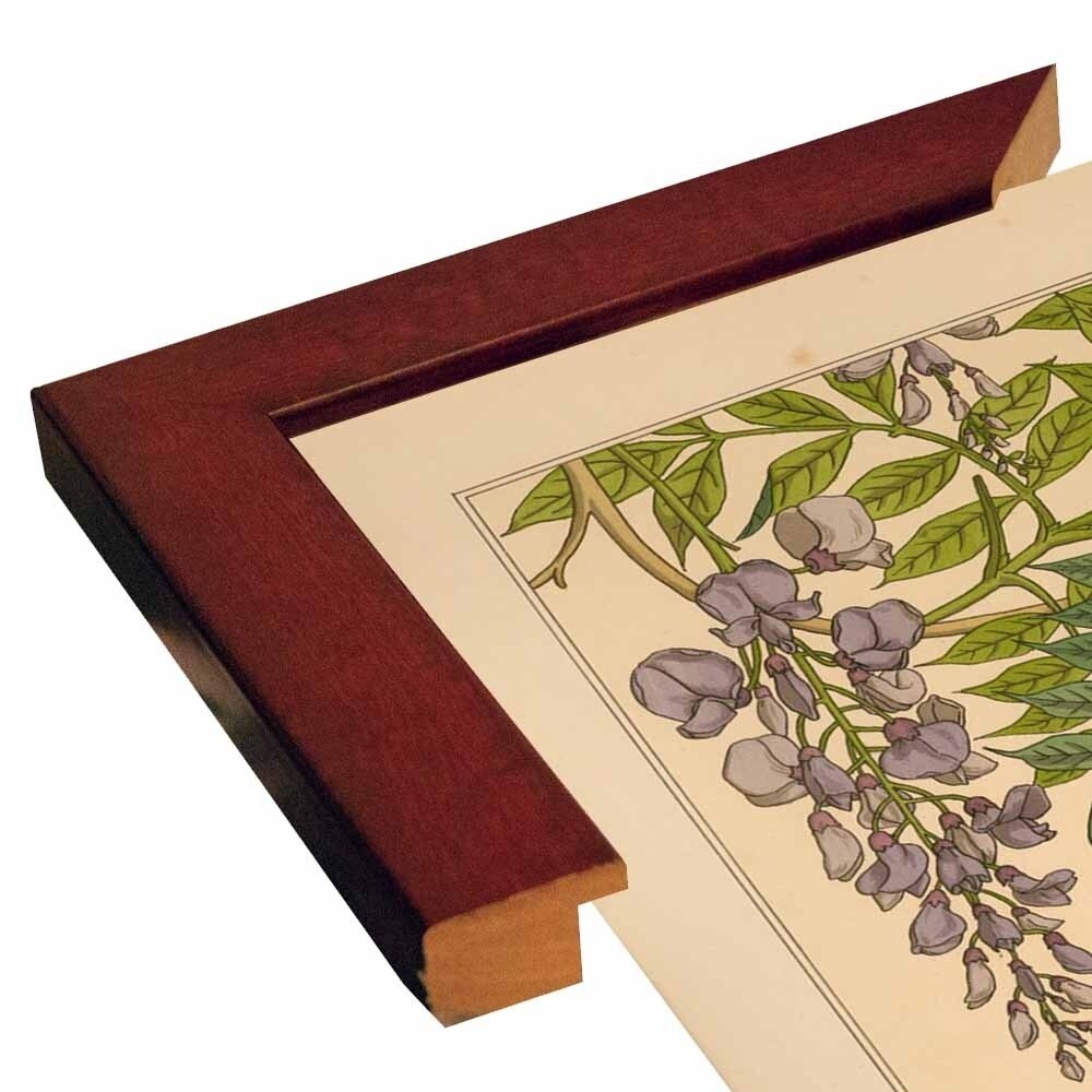 Plate 46 - Glycine-VINAPP115326 Print 34.5"x24.5" by Vintage Apple Collection