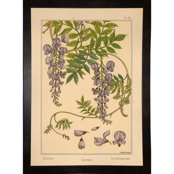 Plate 46 - Glycine-VINAPP115326 Print 34.5"x24.5" by Vintage Apple Collection
