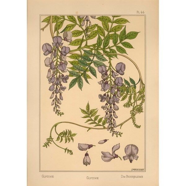 Plate 46 - Glycine-VINAPP115326 Print 34.5"x24.5" by Vintage Apple Collection