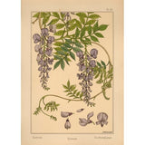 Plate 46 - Glycine-VINAPP115326 Print 34.5"x24.5" by Vintage Apple Collection