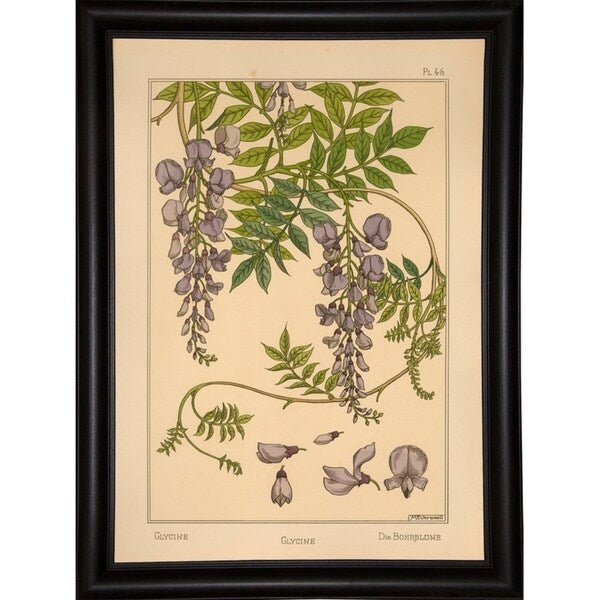 Plate 46 - Glycine-VINAPP115326 Print 34.5"x24.5" by Vintage Apple Collection