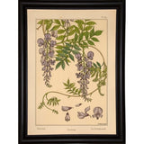 Plate 46 - Glycine-VINAPP115326 Print 34.5"x24.5" by Vintage Apple Collection