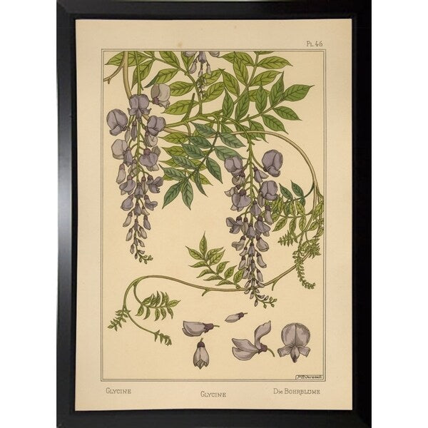 Plate 46 - Glycine-VINAPP115326 Print 34.5"x24.5" by Vintage Apple Collection
