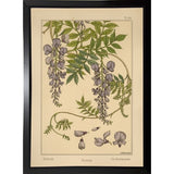 Plate 46 - Glycine-VINAPP115326 Print 34.5"x24.5" by Vintage Apple Collection