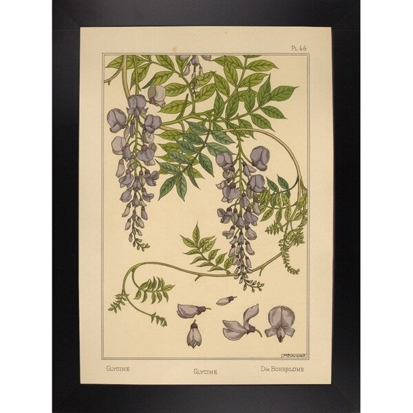 Plate 46 - Glycine-VINAPP115326 Print 34.5"x24.5" by Vintage Apple Collection