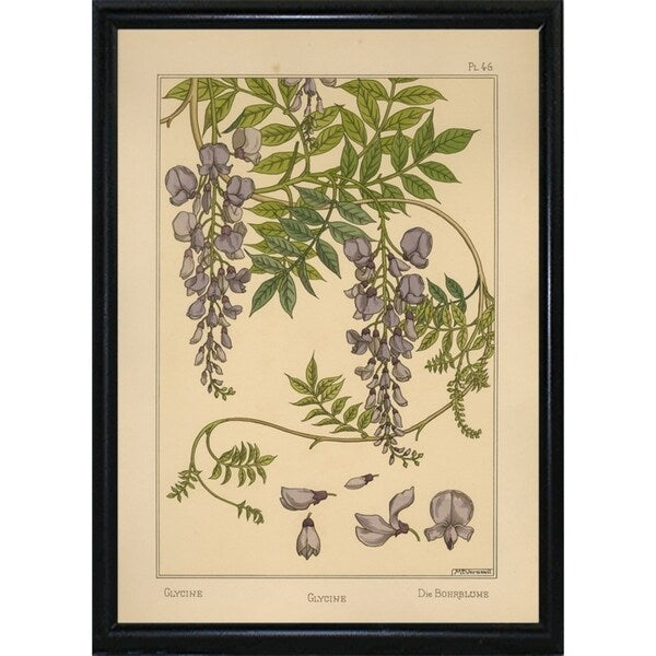 Plate 46 - Glycine-VINAPP115326 Print 34.5"x24.5" by Vintage Apple Collection