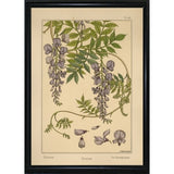 Plate 46 - Glycine-VINAPP115326 Print 34.5"x24.5" by Vintage Apple Collection