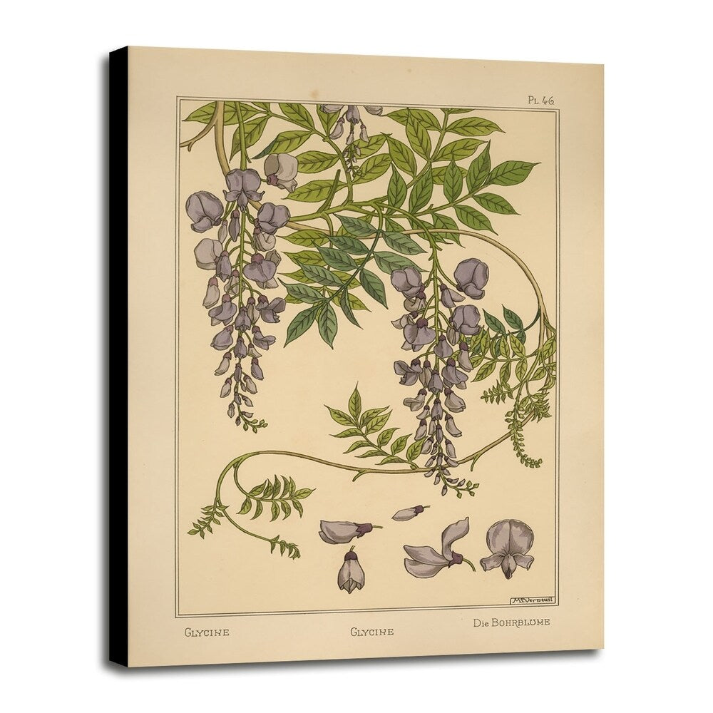 Plate 46 - Glycine-VINAPP115326 Print 34.5"x24.5" by Vintage Apple Collection