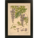 Plate 46 - Glycine-VINAPP115326 Print 34.5"x24.5" by Vintage Apple Collection