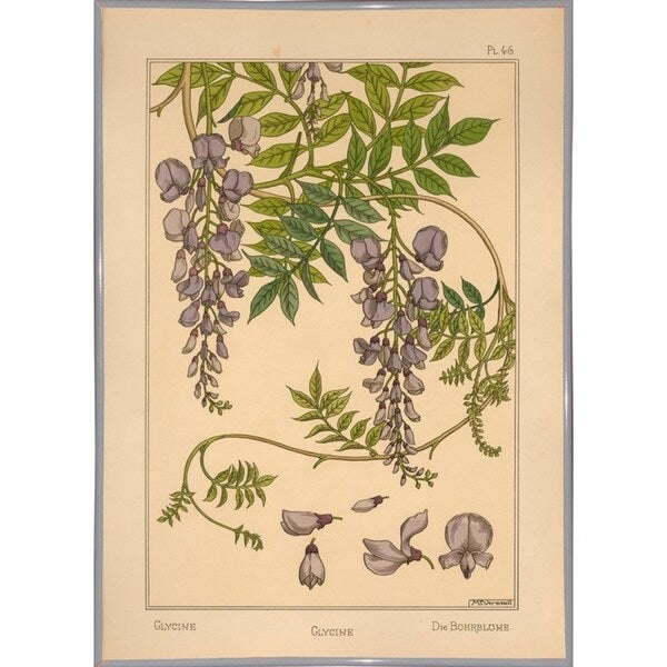 Plate 46 - Glycine-VINAPP115326 Print 34.5"x24.5" by Vintage Apple Collection