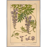 Plate 46 - Glycine-VINAPP115326 Print 34.5"x24.5" by Vintage Apple Collection