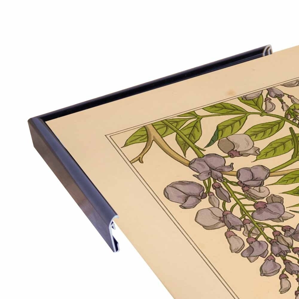 Plate 46 - Glycine-VINAPP115326 Print 34.5"x24.5" by Vintage Apple Collection