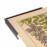 Plate 46 - Glycine-VINAPP115326 Print 34.5"x24.5" by Vintage Apple Collection