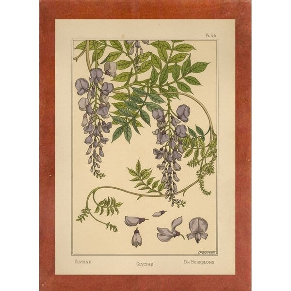 Plate 46 - Glycine-VINAPP115326 Print 34.5"x24.5" by Vintage Apple Collection