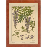 Plate 46 - Glycine-VINAPP115326 Print 34.5"x24.5" by Vintage Apple Collection