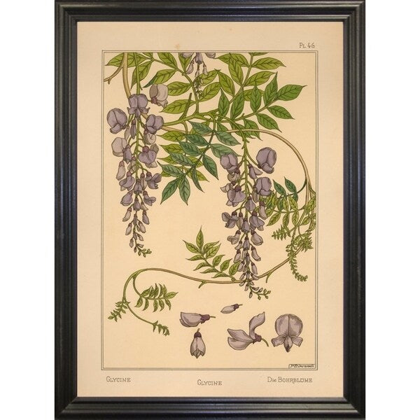 Plate 46 - Glycine-VINAPP115326 Print 34.5"x24.5" by Vintage Apple Collection