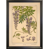 Plate 46 - Glycine-VINAPP115326 Print 34.5"x24.5" by Vintage Apple Collection