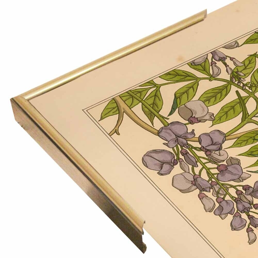 Plate 46 - Glycine-VINAPP115326 Print 34.5"x24.5" by Vintage Apple Collection