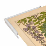Plate 46 - Glycine-VINAPP115326 Print 34.5"x24.5" by Vintage Apple Collection
