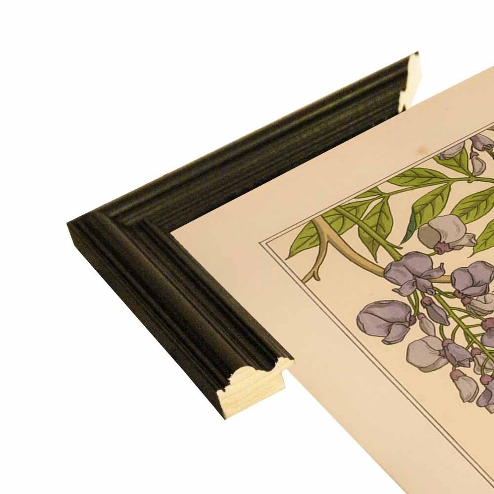 Plate 46 - Glycine-VINAPP115326 Print 34.5"x24.5" by Vintage Apple Collection