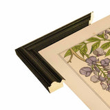 Plate 46 - Glycine-VINAPP115326 Print 34.5"x24.5" by Vintage Apple Collection