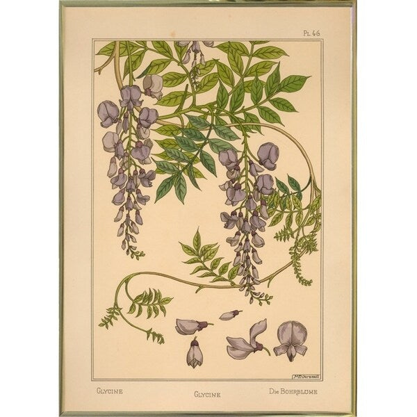 Plate 46 - Glycine-VINAPP115326 Print 34.5"x24.5" by Vintage Apple Collection