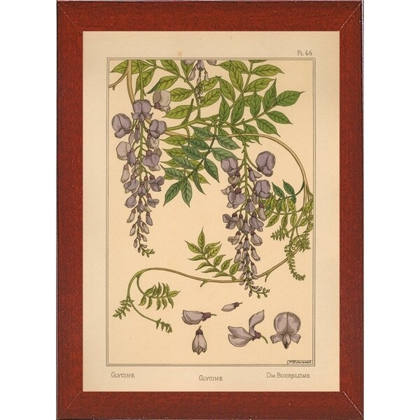 Plate 46 - Glycine-VINAPP115326 Print 34.5"x24.5" by Vintage Apple Collection