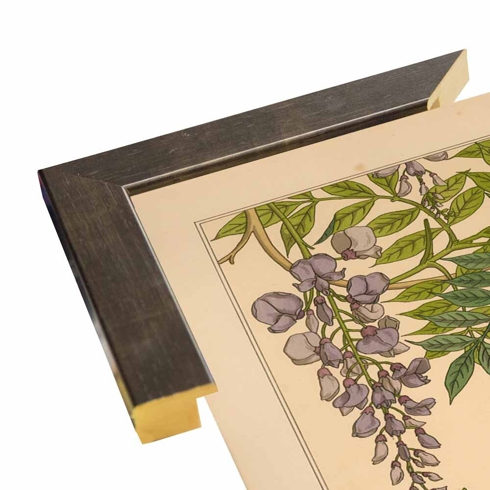 Plate 46 - Glycine-VINAPP115326 Print 34.5"x24.5" by Vintage Apple Collection