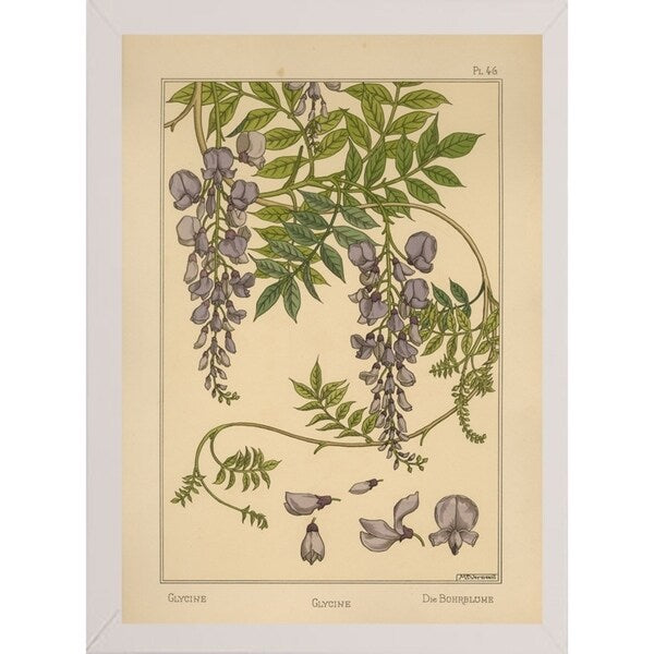 Plate 46 - Glycine-VINAPP115326 Print 34.5"x24.5" by Vintage Apple Collection