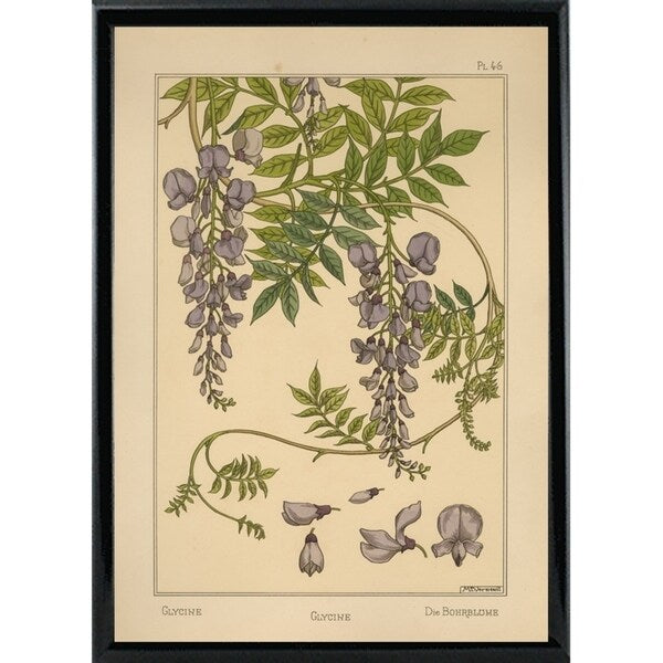 Plate 46 - Glycine-VINAPP115326 Print 34.5"x24.5" by Vintage Apple Collection