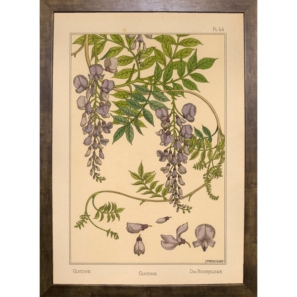 Plate 46 - Glycine-VINAPP115326 Print 34.5"x24.5" by Vintage Apple Collection