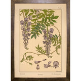 Plate 46 - Glycine-VINAPP115326 Print 34.5"x24.5" by Vintage Apple Collection
