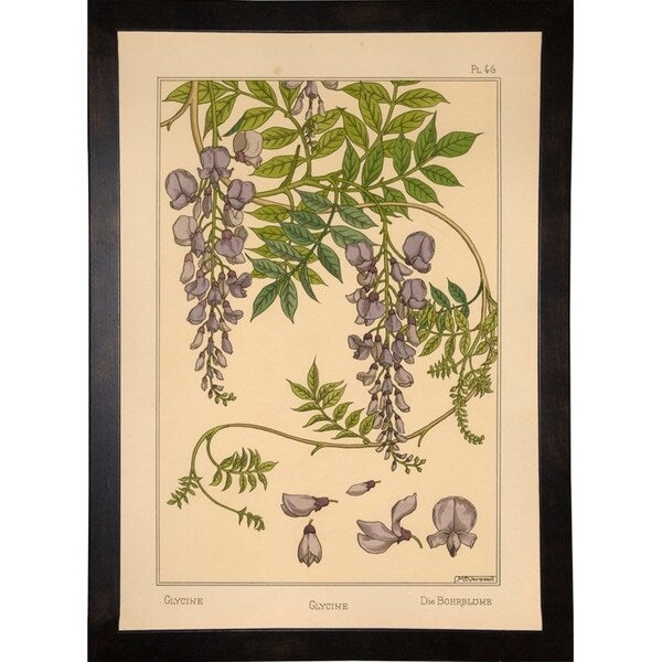 Plate 46 - Glycine-VINAPP115326 Print 34.5"x24.5" by Vintage Apple Collection