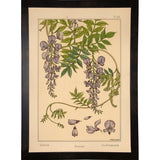 Plate 46 - Glycine-VINAPP115326 Print 34.5"x24.5" by Vintage Apple Collection