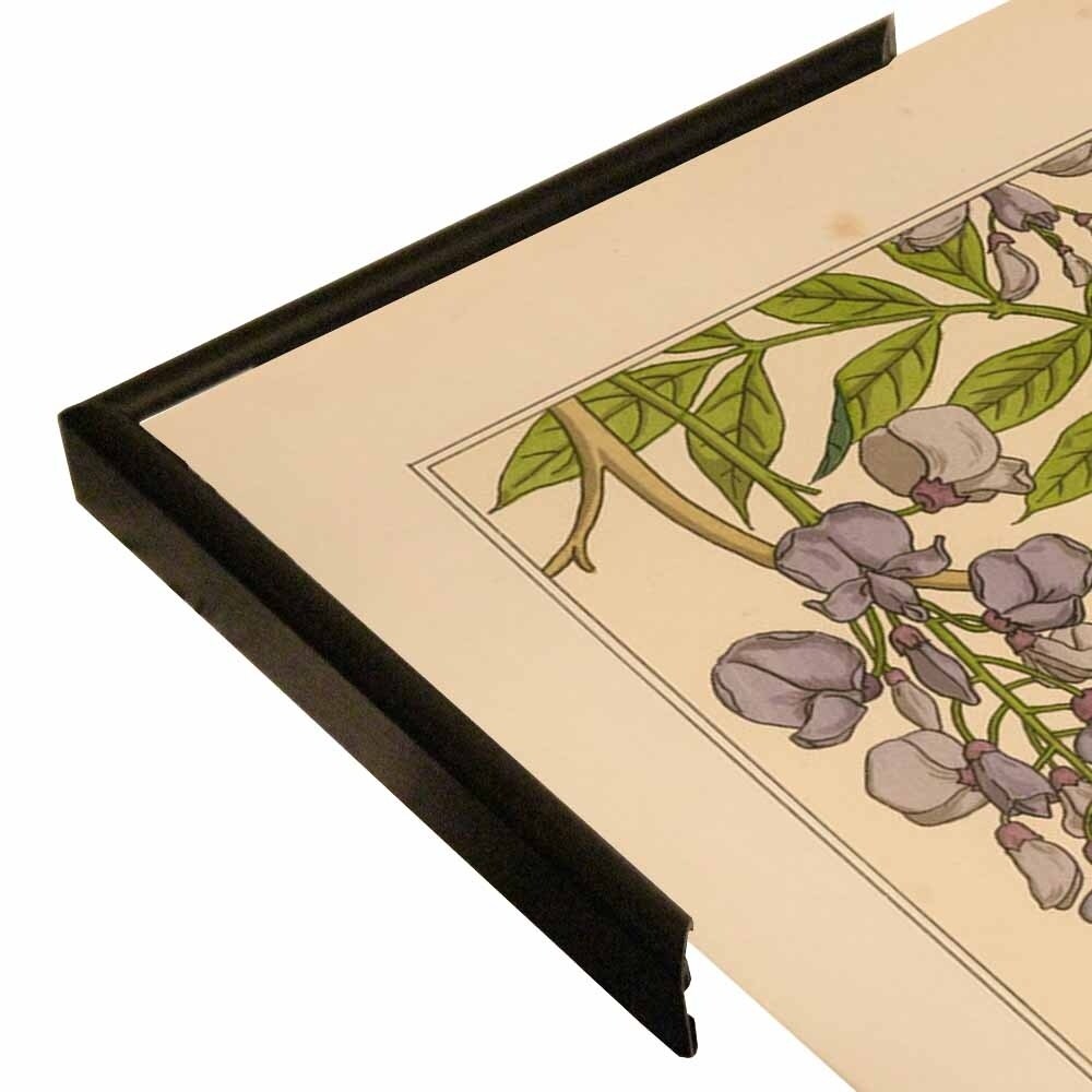 Plate 46 - Glycine-VINAPP115326 Print 34.5"x24.5" by Vintage Apple Collection