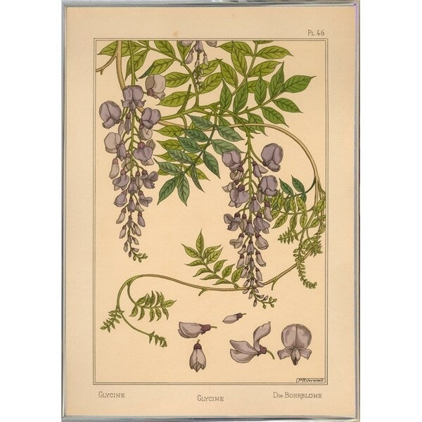 Plate 46 - Glycine-VINAPP115326 Print 34.5"x24.5" by Vintage Apple Collection