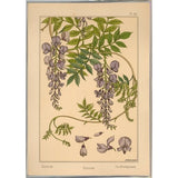 Plate 46 - Glycine-VINAPP115326 Print 34.5"x24.5" by Vintage Apple Collection