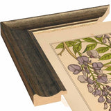 Plate 46 - Glycine-VINAPP115326 Print 34.5"x24.5" by Vintage Apple Collection