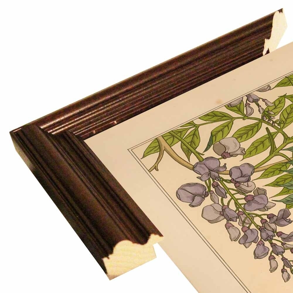 Plate 46 - Glycine-VINAPP115326 Print 34.5"x24.5" by Vintage Apple Collection