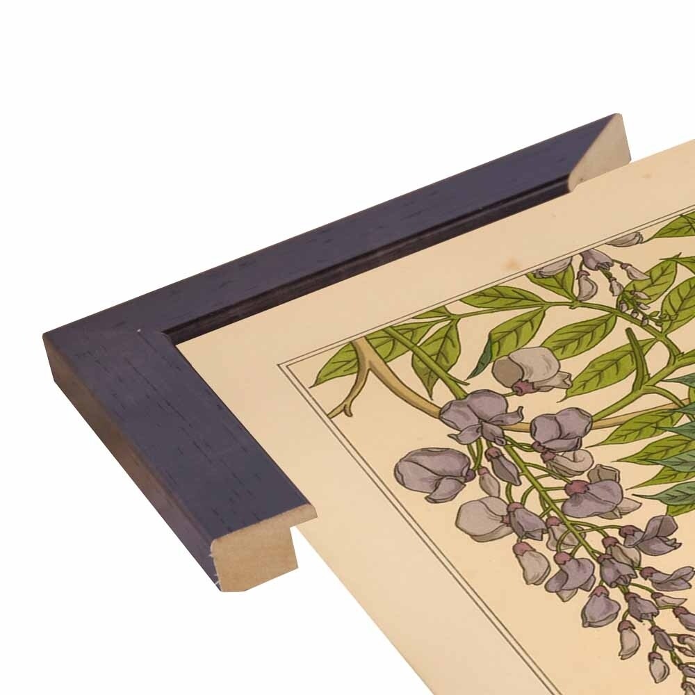 Plate 46 - Glycine-VINAPP115326 Print 34.5"x24.5" by Vintage Apple Collection