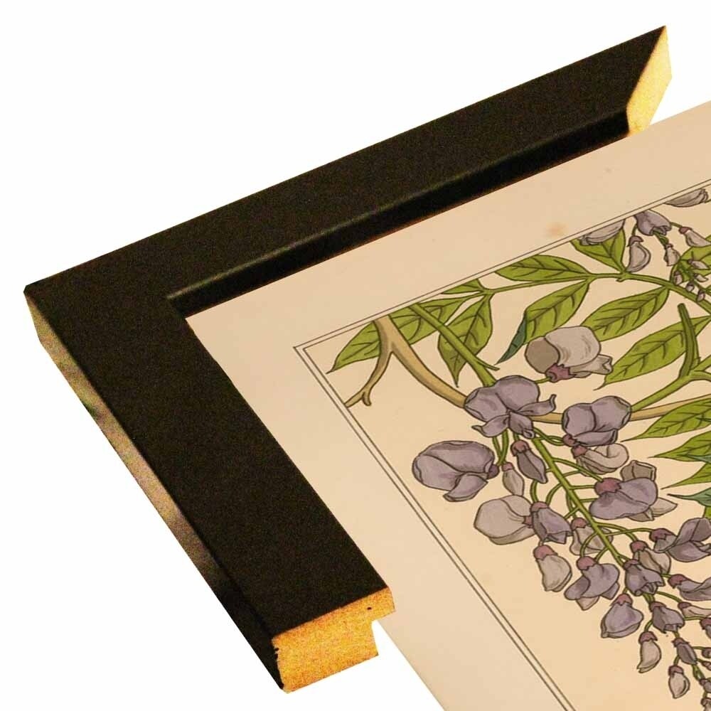 Plate 46 - Glycine-VINAPP115326 Print 34.5"x24.5" by Vintage Apple Collection