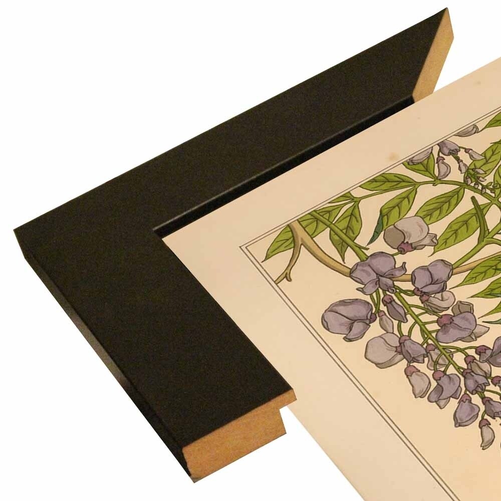 Plate 46 - Glycine-VINAPP115326 Print 34.5"x24.5" by Vintage Apple Collection