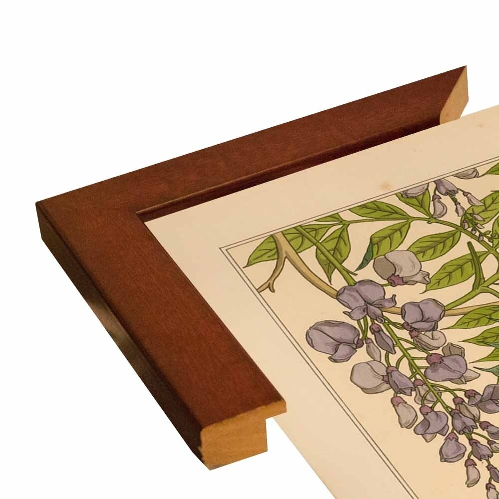 Plate 46 - Glycine-VINAPP115326 Print 34.5"x24.5" by Vintage Apple Collection